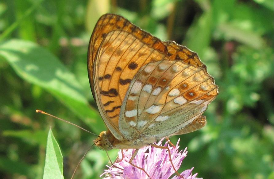 Argynnis adippe?